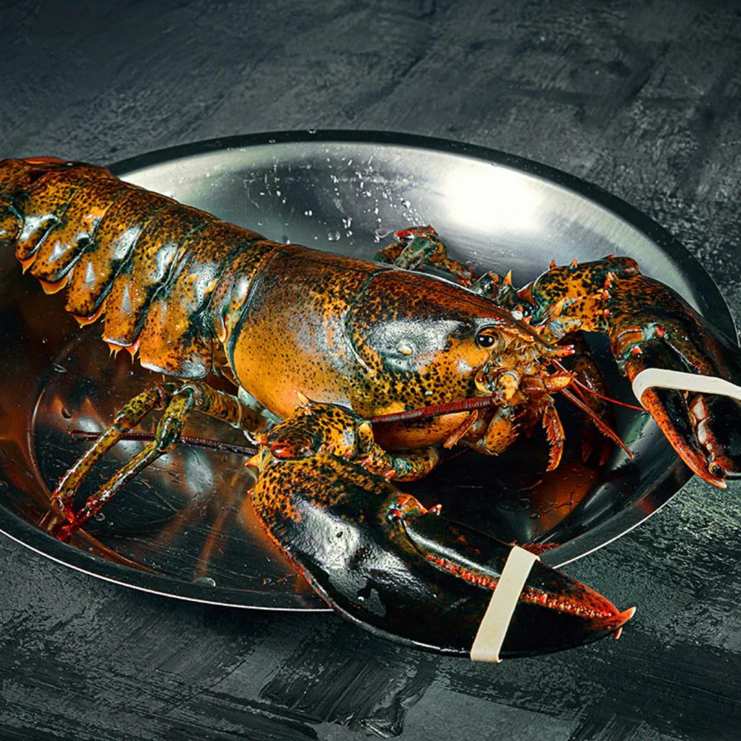 Seafood - Lobster Live Whole